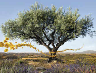 L’Occitane