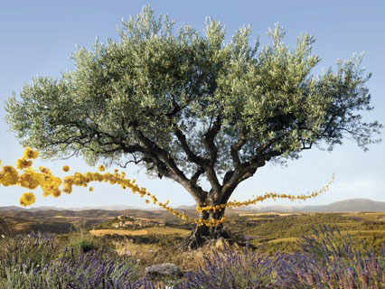 occitane
