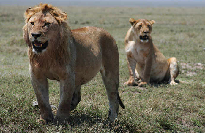 lions_westmountmag