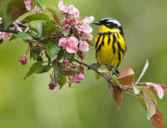 Warblers of Summit Woods