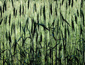 Galerie photo : Été <br>par Joe Donohue