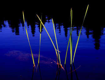 Summer photo Gallery: <br>by Joe Donohue