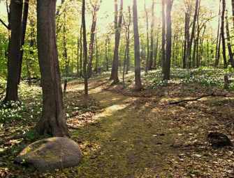 A walk in Summit Woods