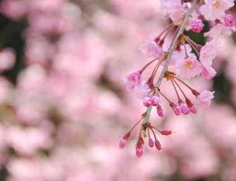Pause for poetry: Anne Cimon