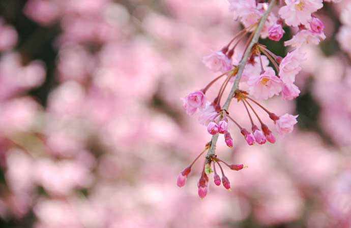 cherry-blossoms