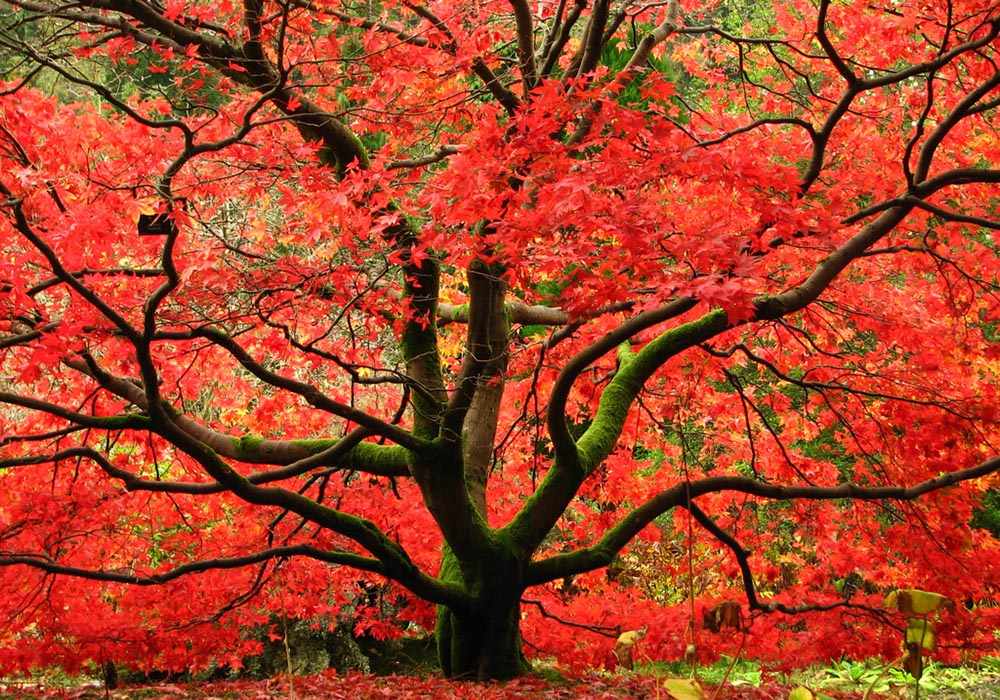 p_4_maple