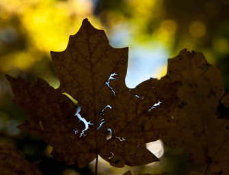 Autumn photo Gallery: <br>by Joe Donohue