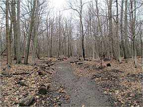 westmount summit