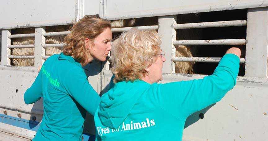 Lesley Moffat and fellow Eyes on Animals inspector at work