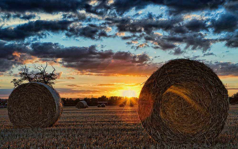 champ-de-recolte_field-harvest_westmountmag