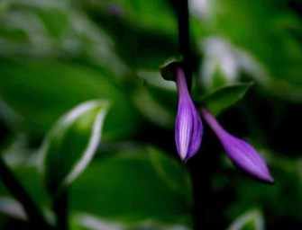 Spring photo gallery: <br>Joe Donohue
