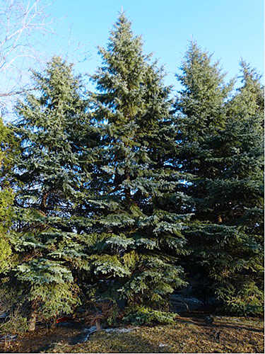 Fir trees by Westmount Public LIbrary sapins westmountmag.ca