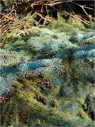 white firs tree westmountmag.ca sapin
