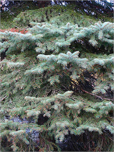 Balsam fir tree sapin westmountmag.ca