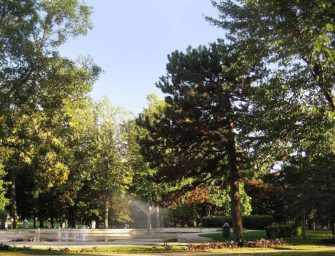 Redécouvrir les arbres <br>du parc Westmount /9