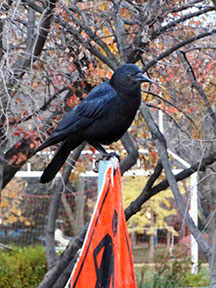 westmount park crow