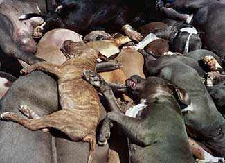 dead pit bull dogs westmountmag.ca