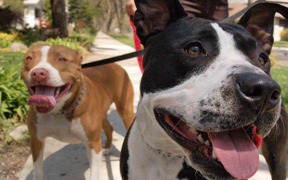 dogs_westmountmag