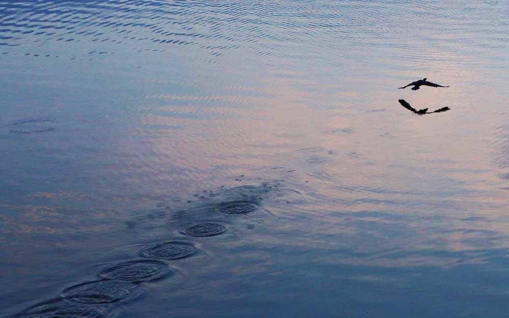 bird-taking-off_westmountmag