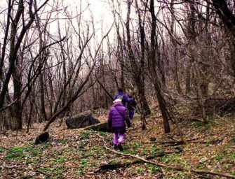 A forgotten wilderness <br>in the heart of the city