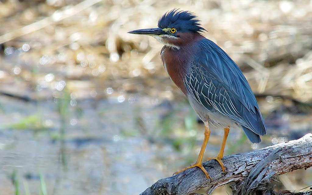 least-bittern_westmountmag