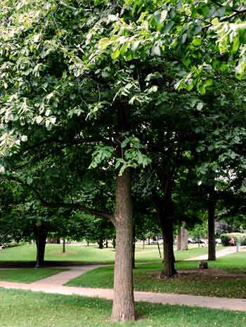 Basswood trees - WestmountMag.ca