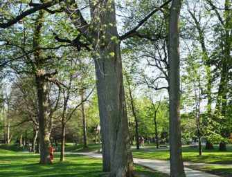 Westmount Park trees: <br loading=