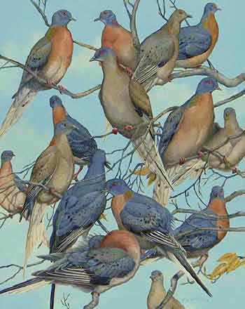 de-extinction passenger pigeons WestmountMag.ca