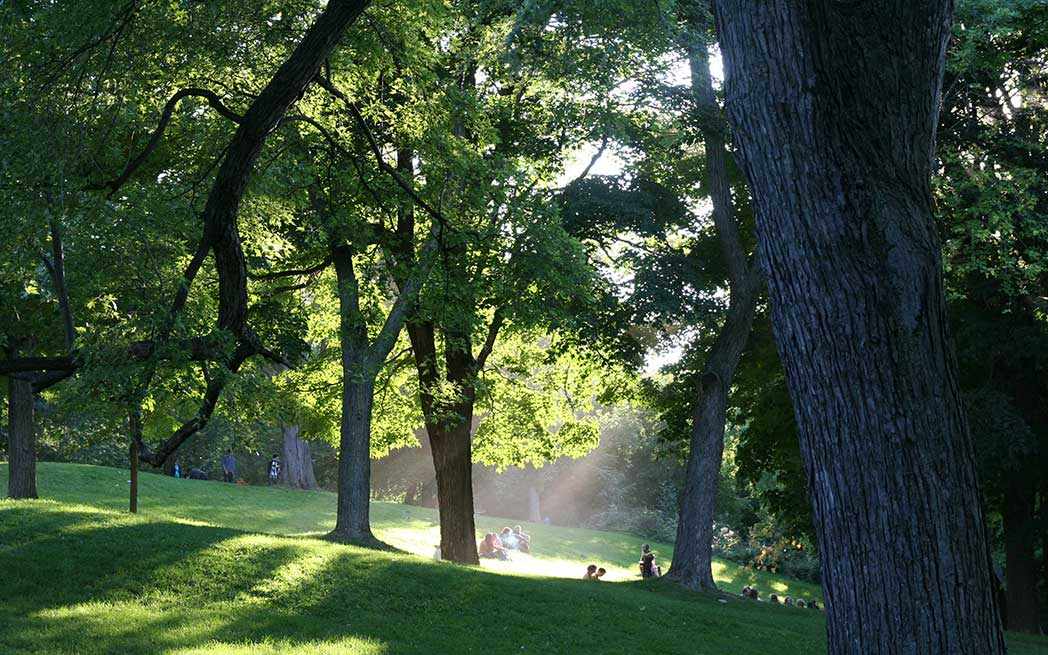 mt-royal-park_clearing_westmountmag