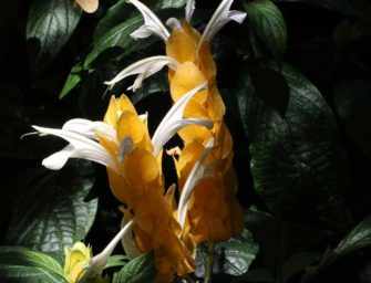 Westmount’s magical <br>mystery garden tour