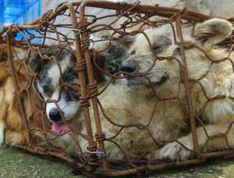 Yulin Festival: stopping <br>the horrific dog meat trade