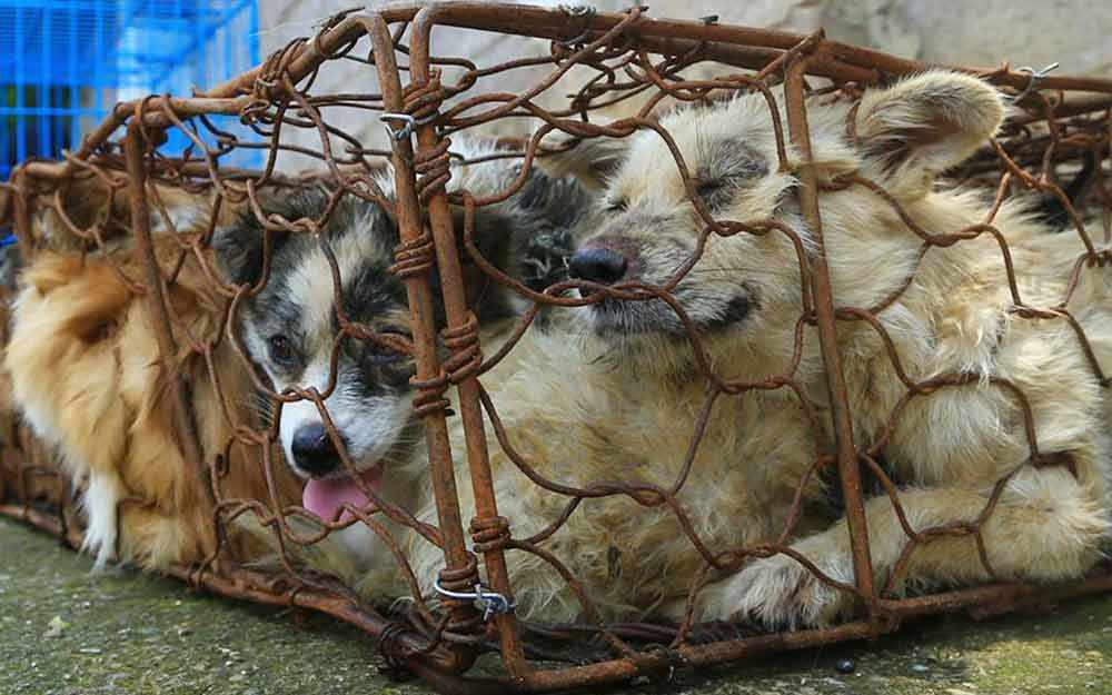 yulindog_westmountmag