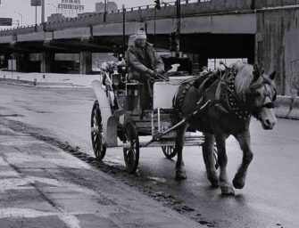 Le sort des chevaux <br>de calèche à Montréal