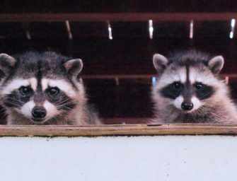 The Hammer comes down <br>on wild animal insurance
