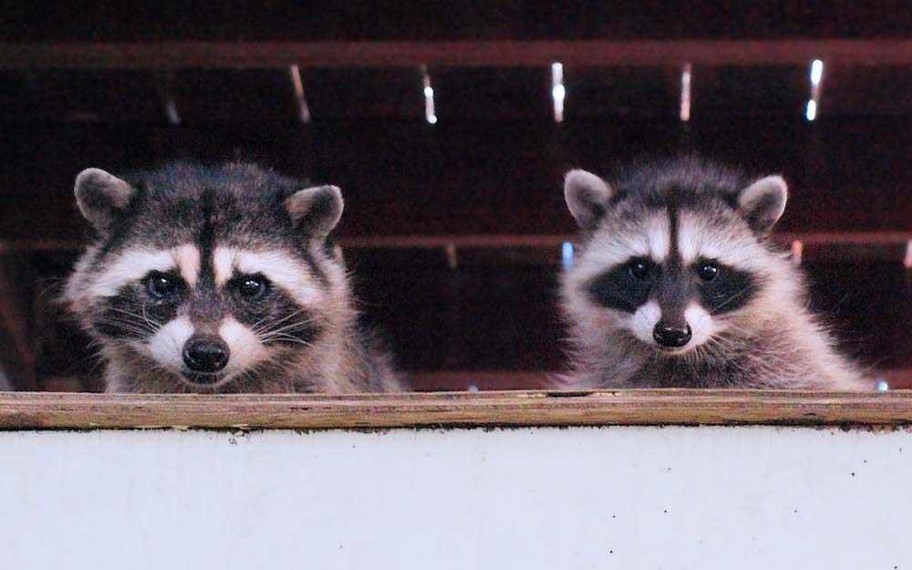 raccoons_westmountmag