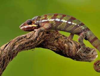 Evolutionary Leadership: <br>Adapt quickly to Innovate
