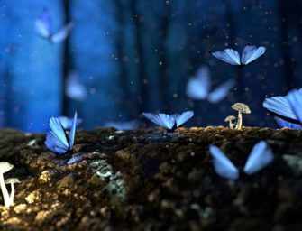 An ode to Jonathan Pitre <br>the Butterfly Boy
