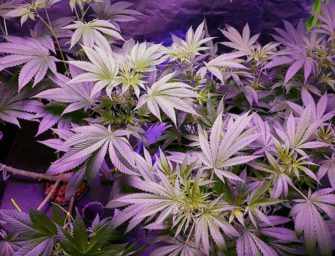 Questions d’immobilier : <br>Propriété à revenu et cannabis