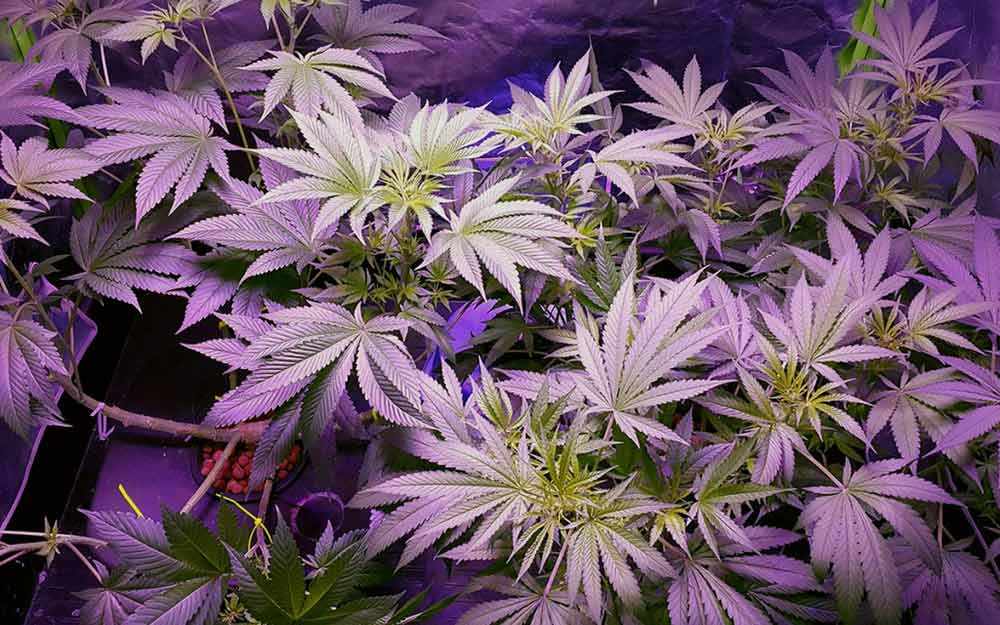 cannabis