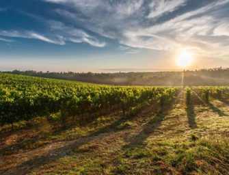 The Hammer comes down: <br>Whining about wine in Canada