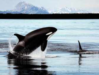 Reflections on the protection <br>of endangered species
