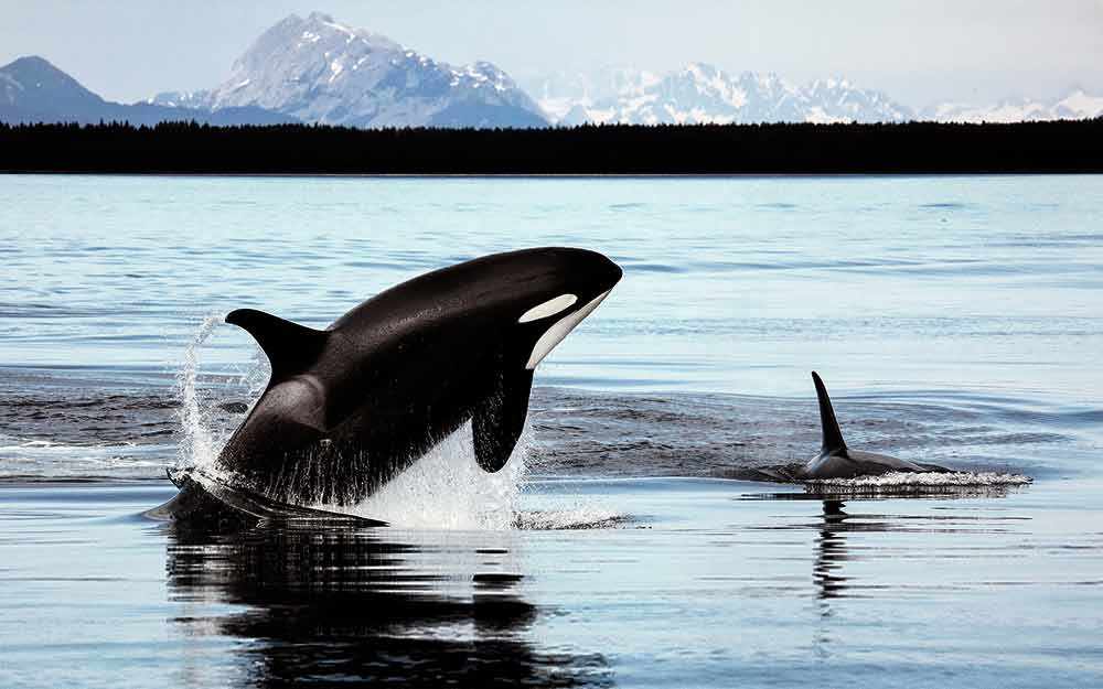 orca_westmountmag