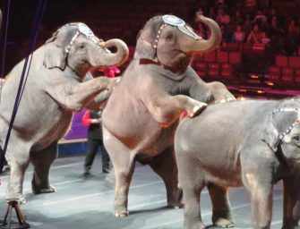 La défense des animaux : <br>simulacre d’amélioration