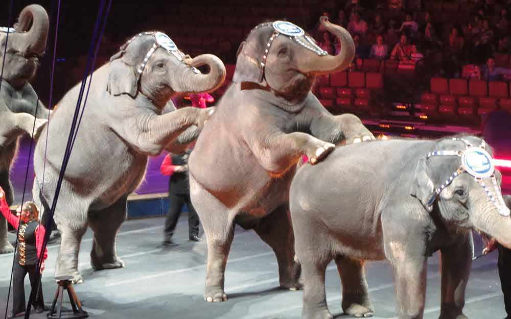 elephants_westmountmag