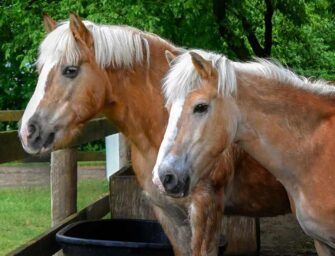 A Horse Tale Open House <br>and Fundraiser on August 24