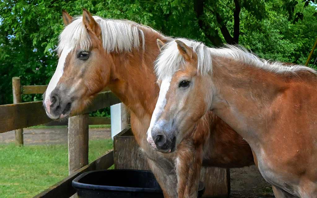 a-horse-tale-horses_1024