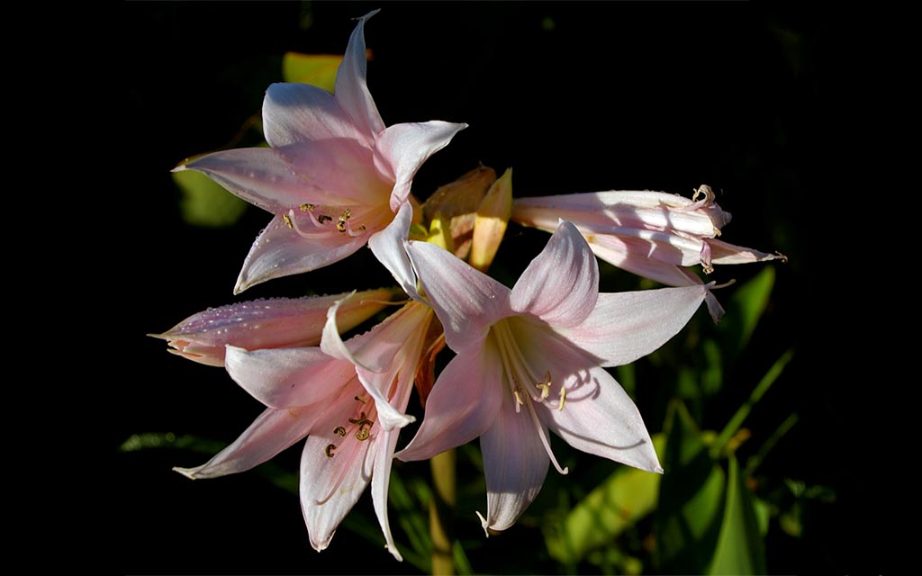 Amaryllis-belladonna_1024