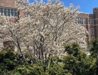 Les amelanchiers <br>du parc Westmount