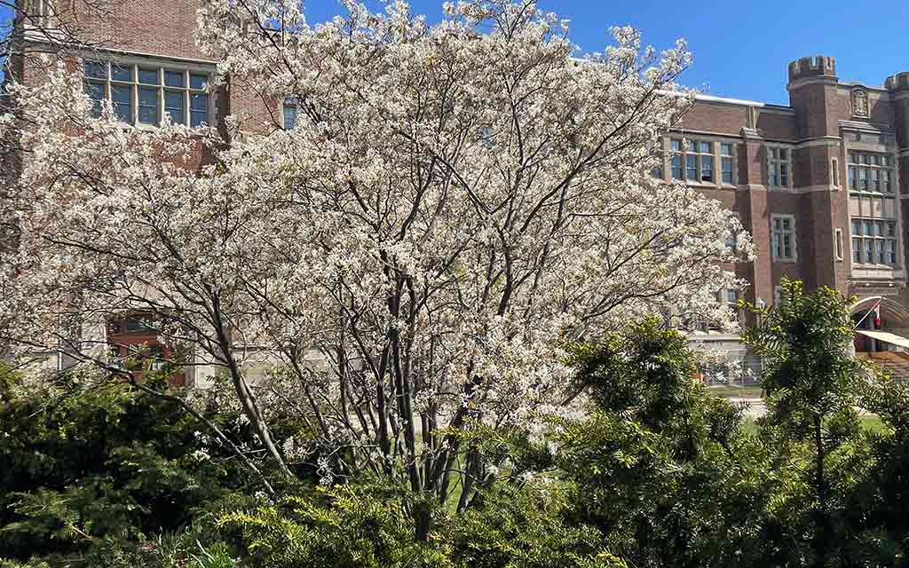 amelanchier
