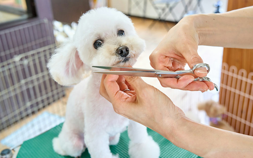 animal-grooming–buddy-photo–unsplash_1024